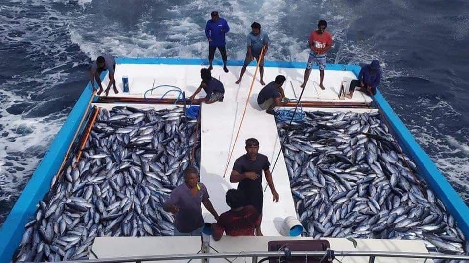 މިދިޔަ އަހަރު މަސްވެރިންނަށް 927 މިލިޔަން ރުފިޔާ ދޫކުރި