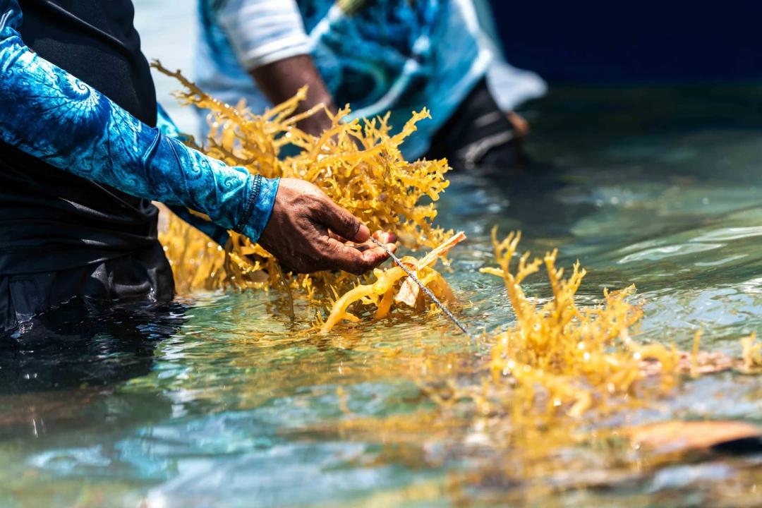 މެރިކަލްޗަރ ވިޔަފާރި ކުރުމަށް ބޭނުންވާ ފަރާތްތަކަށް މޫދުކޮށި ގަތުމަށް ފައިނޭންސް ފޯރުކޮށްދިނުމަށް ހުޅުވާލަނީ