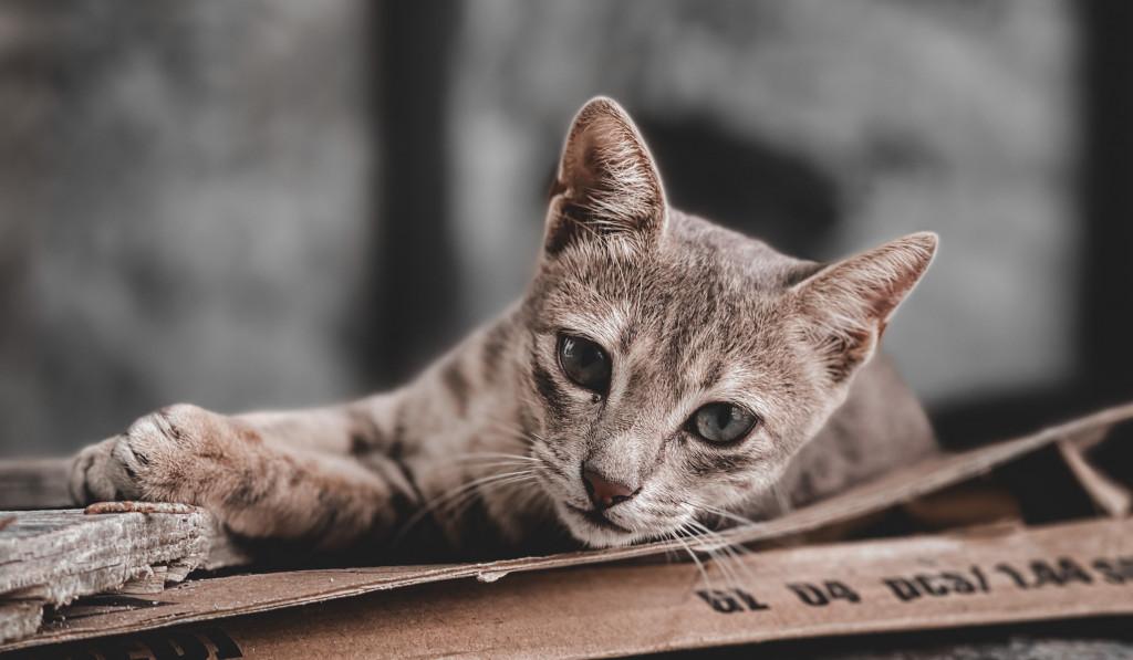 ބުޅަލަށް އަނިޔާކުރާ ނަމަ ޖޫރިމަނާކޮށް ފިޔަވަޅު އަޅަނީ