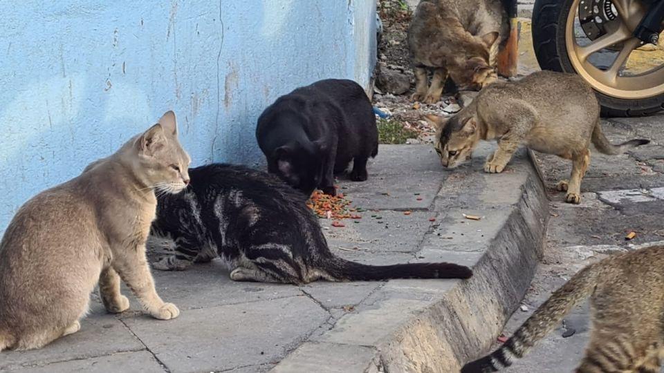 ‏އޮޅުހިޔާއަށް މިހާތަނަށް 350 ބުޅާ ގެންގޮސް، ބުޅާތައް ނިއުޓާކުރަން ފަށައިފި