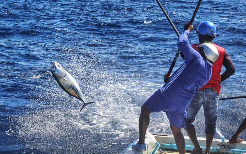"އިމްޕޯޓް ޑިއުޓީ ކަނޑާލުމަކީ މަސްވެރި ސިނާއަތަށް ލިބުނު ކުރިއެރުމެއް"