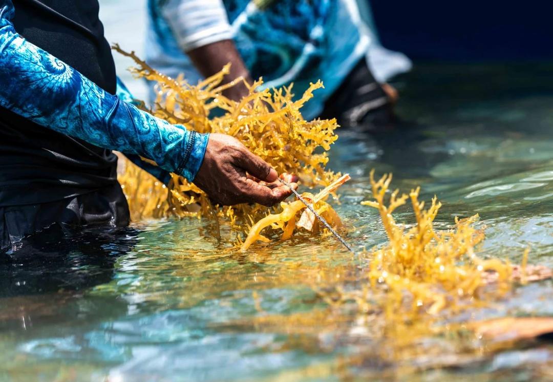 މަހަކު 63 ޓަނުގެ މޫދުވިނަ މިހާރު އެކްސްޕޯޓްކުރޭ
