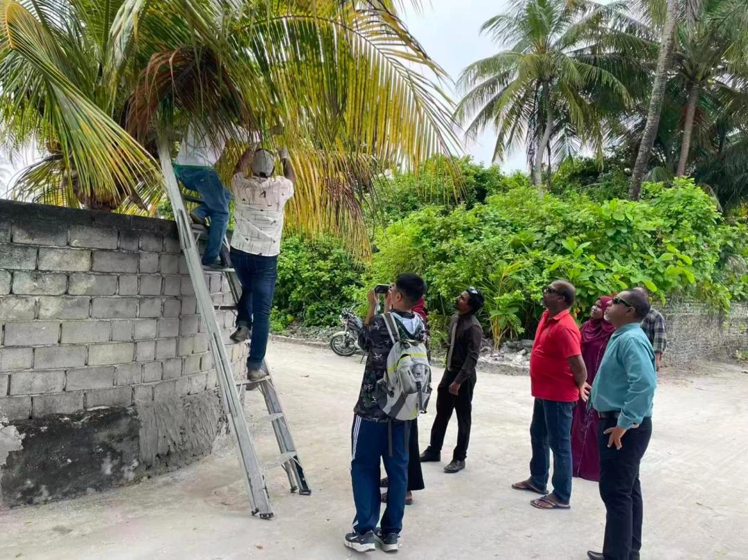 ހއ. ބާރަށުގއި ސޫފިތައް ކޮންޓްރޯލް ކުރާ "ސިސްޓެމިކް ޕެސްޓިސައިޑް" ބޭނުން ކުރަން ފަށައިފި