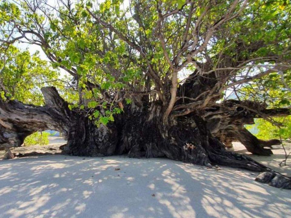 ތިމާވެށި ހިމާޔަތްކުރުމަކީ ހަމައެކަނި ސިޔާސަތެއް ނޫން ، ޖީލުތަކަށްޓަކައި ތަރިކަ ދެެމެހެއްޓުން: ސަރުކާރު