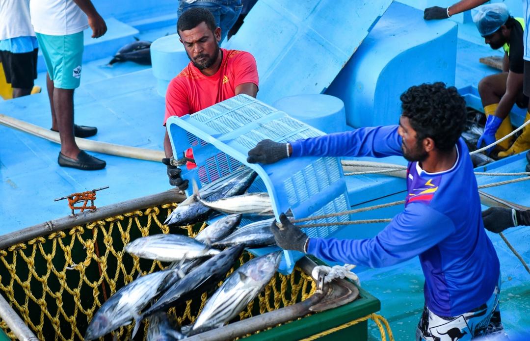 ޖުލައި މަހު މަސްވެރިންނަށް 49.7 މިލިއަން ރުފިޔާ ދޫކޮށްފި