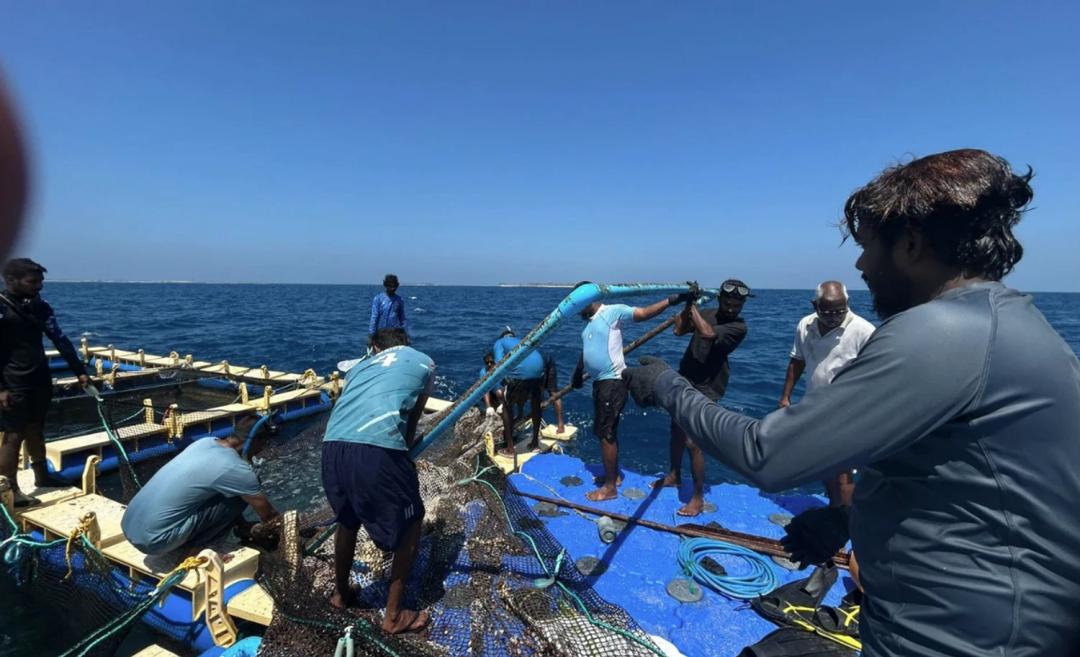ރާއްޖޭގައި މެރިކަލްޗަރ ދާއިރާ ތަރައްގީ ކުރުމަށް އިތުރު 10 ޒޯން ކަނޑައަޅައިފި