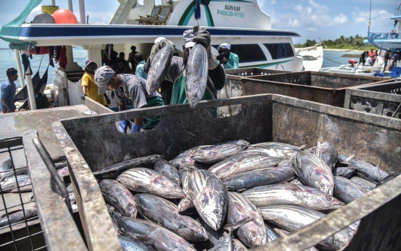 މިދިޔަ އަހަރު ރާއްޖެއިން އެކްސްޕޯޓްކުރި މަހުގެ އަދަދު 87 އިންސައްތަ އިތުރު 