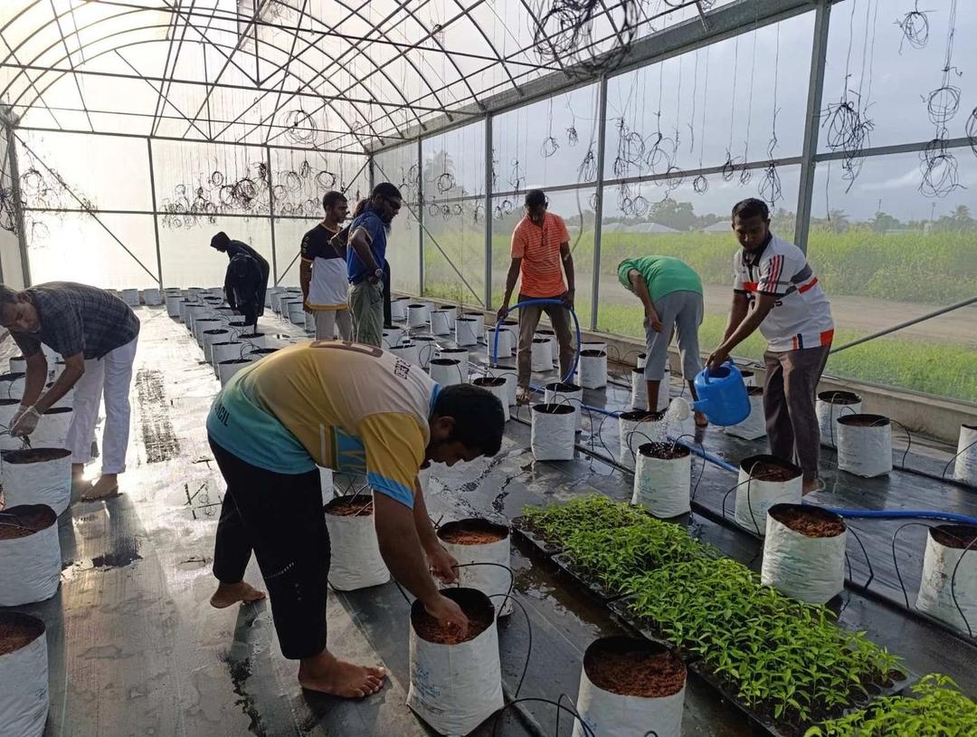 ފަތްކެޔޮ އިންދުމުގެ ޕްރޮގްރާމުގެ ދަށުން 11 ރަށަކަށް ތަކެތި ފޯރުކޮށްދީފި